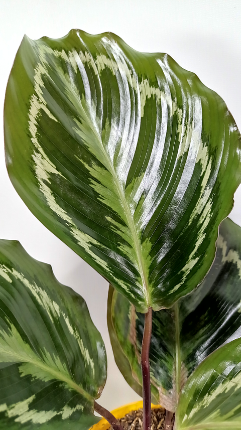 Calathea Medallon En Maceta Tipo Vivero + Sustrato