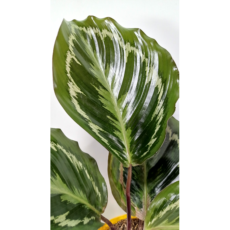 Calathea Medallon En Maceta Tipo Vivero + Sustrato 2