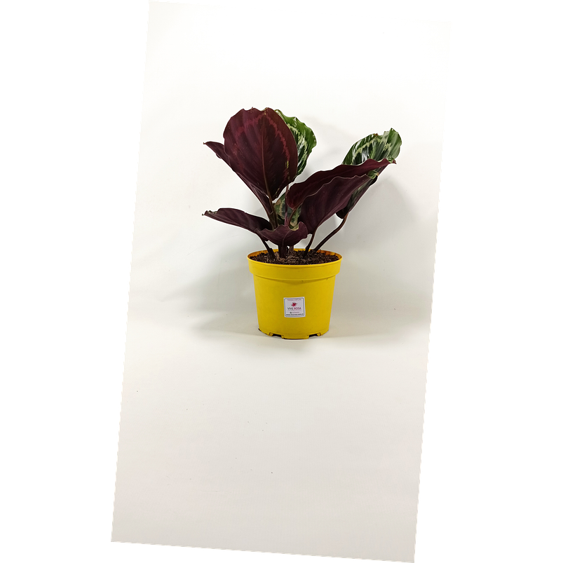 Calathea Medallon En Maceta Tipo Vivero + Sustrato 4