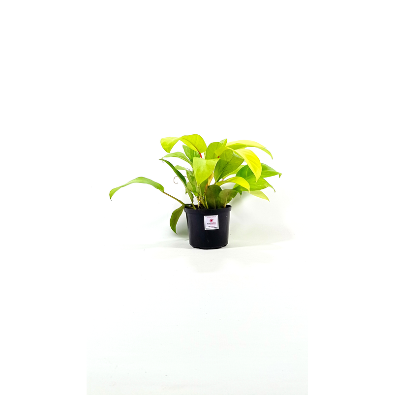Filodendro Lima limón En Maceta Tipo Vivero + Sustrato 2