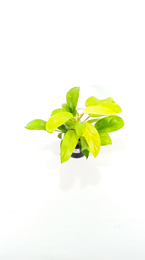 Filodendro Lima limón En Maceta Tipo Vivero + Sustrato