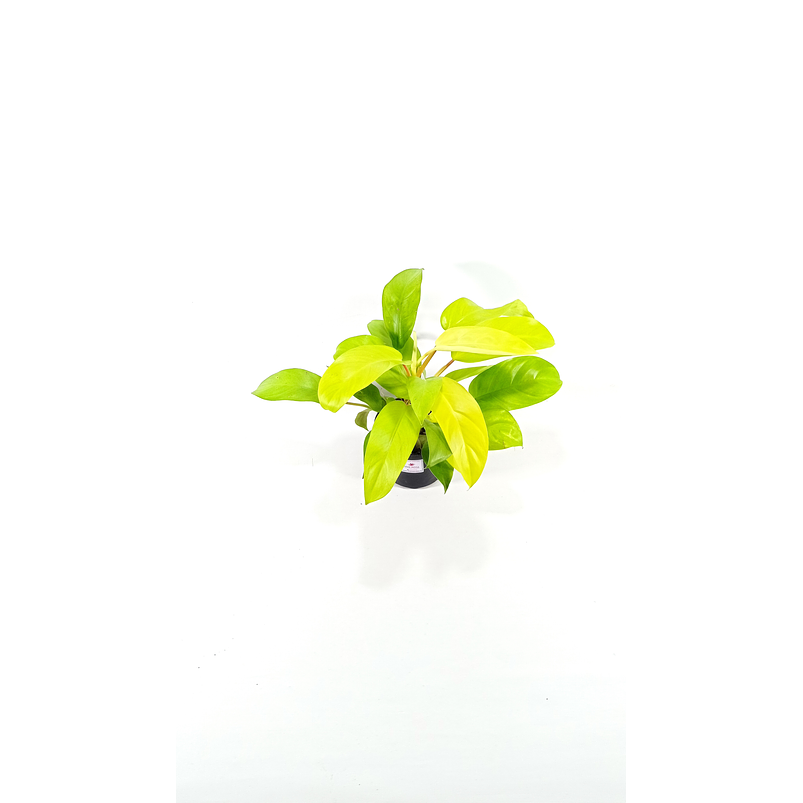 Filodendro Lima limón En Maceta Tipo Vivero + Sustrato 1