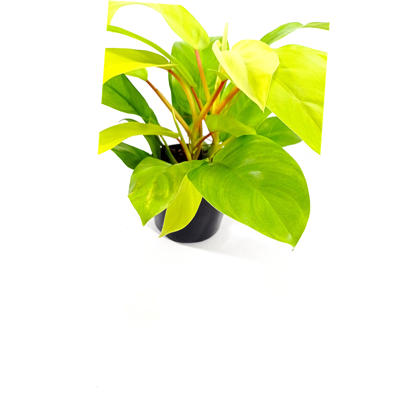 Filodendro Lima limón En Maceta Tipo Vivero + Sustrato 3