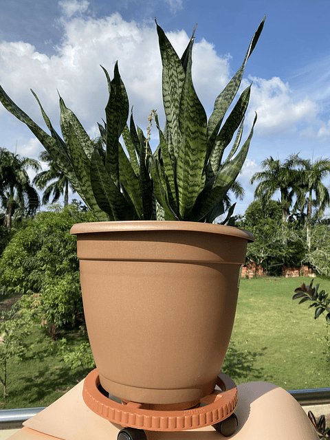 Base De Macetas Grande Con Rodachin ×34cm Diametro más plato