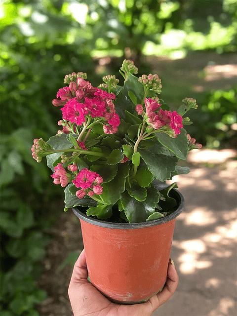 Kalanchoe  En Maceta Tipo Vivero + Sustrato