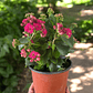 Kalanchoe  En Maceta Tipo Vivero + Sustrato - Miniatura 1
