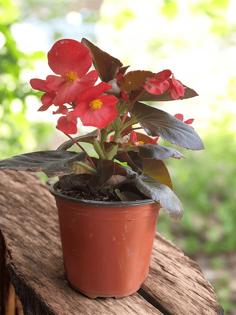Begonia Conchita  En Maceta Tipo Vivero + Sustrato