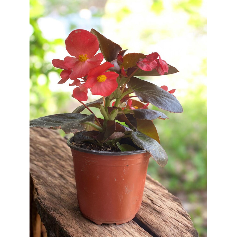 Begonia Conchita  En Maceta Tipo Vivero + Sustrato 1