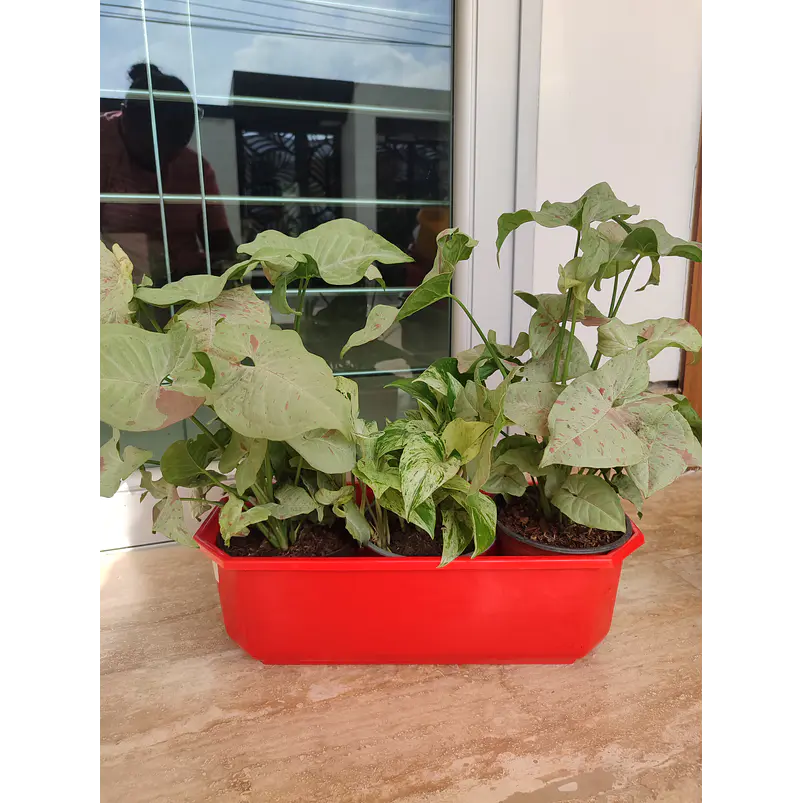 Maceta Plástica Rectangular x2 Unidades Jardinera x40cm De Largo 15