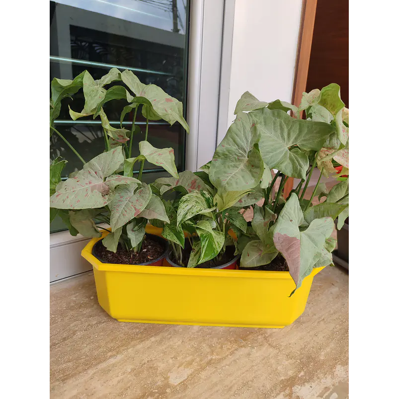 Maceta Plástica Rectangular x2 Unidades Jardinera x40cm De Largo 17