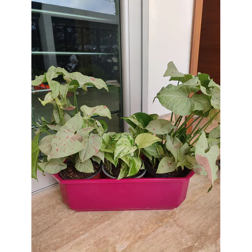 Maceta Plástica Rectangular x2 Unidades Jardinera x40cm De Largo 12