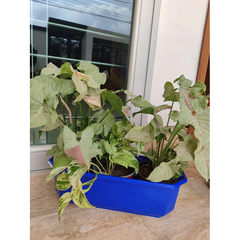 Maceta Plástica Rectangular x2 Unidades Jardinera x40cm De Largo 11