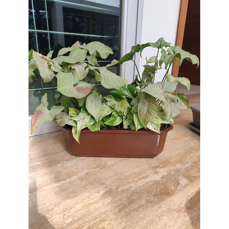 Maceta Plástica Rectangular x2 Unidades Jardinera x40cm De Largo 18