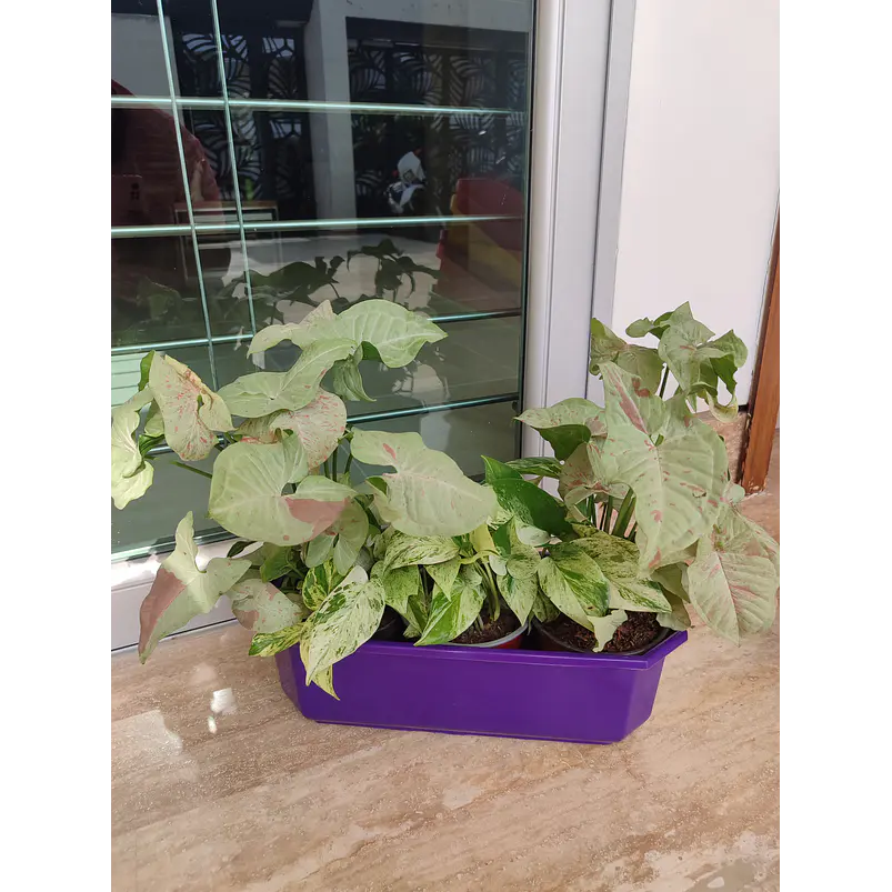 Maceta Plástica Rectangular x2 Unidades Jardinera x40cm De Largo 14