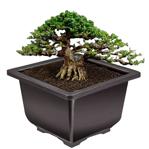 Maceta Plástica de Bonsái Cuadrada 13cm Ancho x 10cm Alto