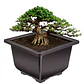 Maceta Plástica de Bonsái Cuadrada 13cm Ancho x 10cm Alto - Miniatura 2