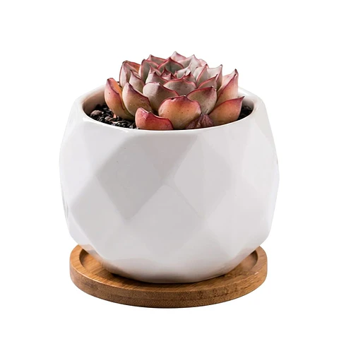 Maceta Cerámica 6cm Diam x 6cm Alto más plato En Bambu Premium Rombos Blanco