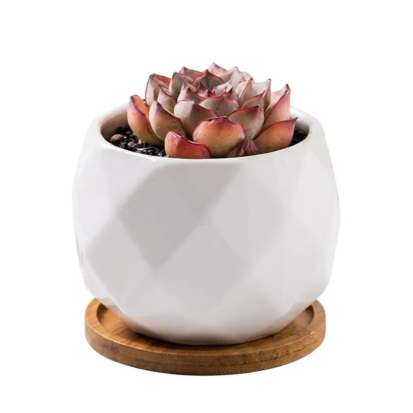 Maceta Cerámica 6cm Diam x 6cm Alto más plato En Bambu Premium Rombos Blanco 1