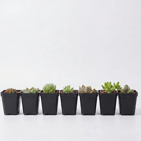 Maceta Plástica Firme Más Plato x10 Unidades 7.62cm Alto x7cm Diámetro