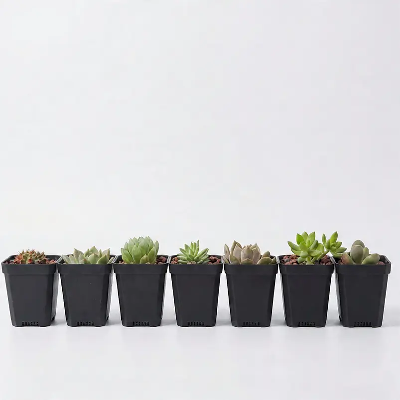 Maceta Plástica Firme Más Plato x10 Unidades 7.62cm Alto x7cm Diámetro 1