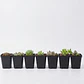 Maceta Plástica Firme Más Plato x10 Unidades 7.62cm Alto x7cm Diámetro - Miniatura 1