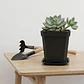 Maceta Plástica Firme Más Plato x10 Unidades 7.62cm Alto x7cm Diámetro - Miniatura 4