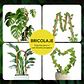 Soporte Tutor En Fibra de Coco Totem Para Plantas Trepadoras X3 Unidades Flexibles  - Miniatura 5
