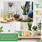 Regadera Plastica de Jardíneria x500 ML Ligera Para Plantas Interior y Exterior  - Miniatura 5
