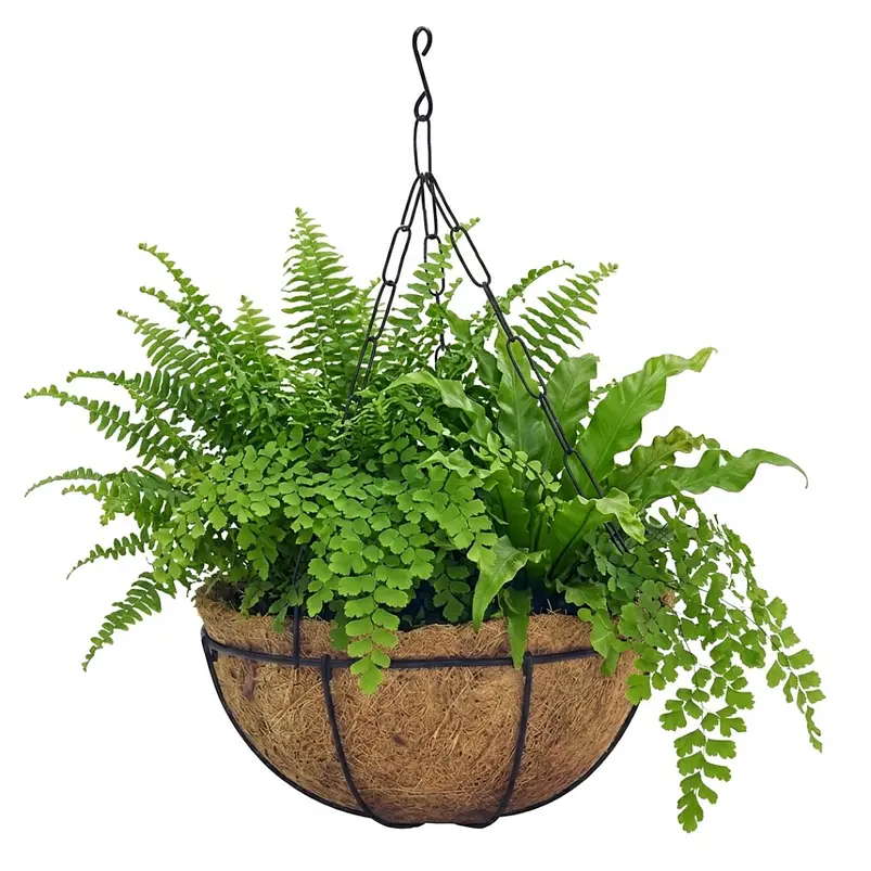 Canasta de colgar para plantas más nido de coco x28 cm diámetro 3