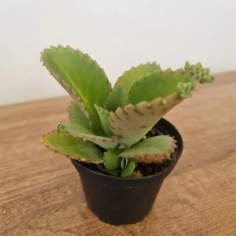 Suculenta En Maceta Tipo Vivero Más Sustrato 1