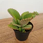 Suculenta En Maceta Tipo Vivero Más Sustrato - Miniatura 1