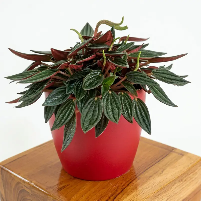 Peperomia Rizo En Maceta Tipo Vivero Más Sustrato 1