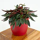 Peperomia Rizo En Maceta Tipo Vivero Más Sustrato - Miniatura 1