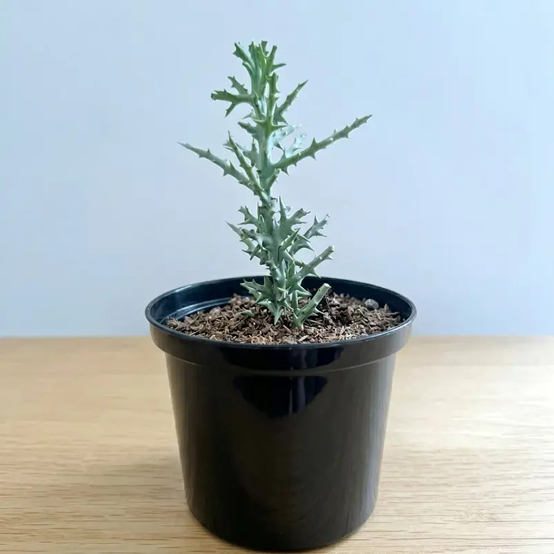Euphorbia Stenoclada En Maceta Vivero P14 Más Sustrato 1