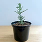 Euphorbia Stenoclada En Maceta Vivero P14 Más Sustrato - Miniatura 1