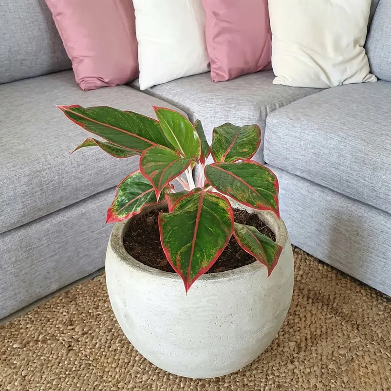 Aglaonema Roja En Maceta Tipo Vivero Más Sustrato Orgánico 2
