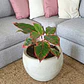 Aglaonema Roja En Maceta Tipo Vivero Más Sustrato Orgánico - Miniatura 2
