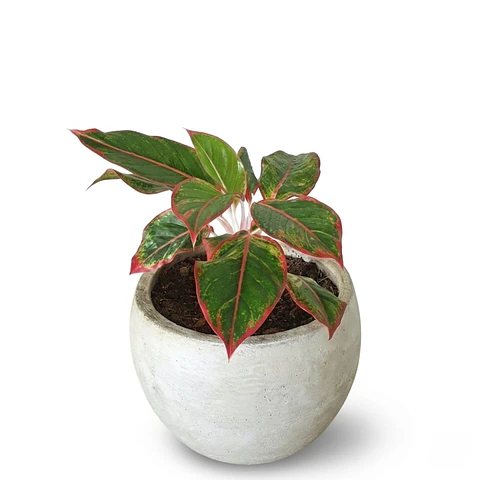 Aglaonema Roja En Maceta Tipo Vivero Más Sustrato Orgánico