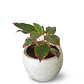 Aglaonema Roja En Maceta Tipo Vivero Más Sustrato Orgánico - Miniatura 1