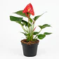 Anturio Importado Enano Rojo En Maceta Tipo Vivero + Sustrato - Miniatura 1