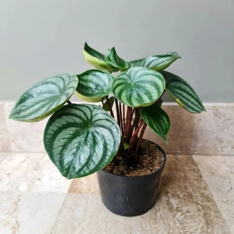 Peperomia Cucharita En Maceta Vivero Más Sustrato Orgánico 2