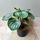 Peperomia Cucharita En Maceta Vivero Más Sustrato Orgánico - Miniatura 2