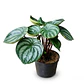 Peperomia Cucharita En Maceta Vivero Más Sustrato Orgánico - Miniatura 1