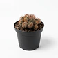 Cactus En Maceta Tipo Vivero Más Sustrato Organico - Miniatura 1