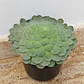 Suculenta Rosa De Jericó Más Sustrato Orgánico y Maceta Vivero - Miniatura 2