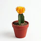 Cactus Injerto Japonés Más Sustrato Orgánico Más Maceta Vivero - Miniatura 1