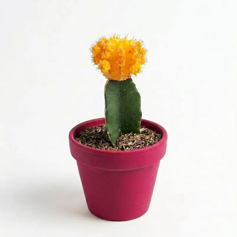 Cactus Injerto Japonés Más Sustrato Orgánico Más Maceta Vivero 3