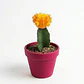Cactus Injerto Japonés Más Sustrato Orgánico Más Maceta Vivero - Miniatura 3