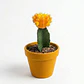 Cactus Injerto Japonés Más Sustrato Orgánico Más Maceta Vivero - Miniatura 2