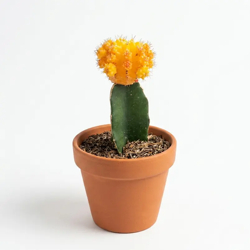 Cactus Injerto Japonés Más Sustrato Orgánico Más Maceta Vivero 4